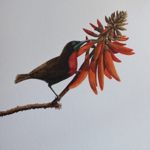 Scarlet-Chested Sunbird and Erythrina