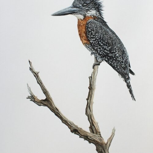 Giant Kingfisher