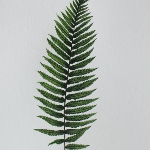 Boston Fern Print (PREORDER)