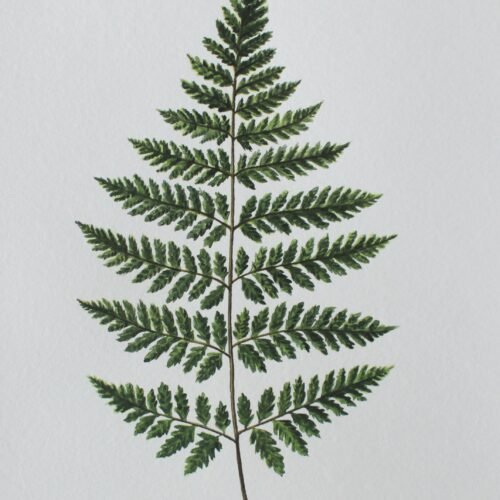 Leatherleaf Fern Print (PREORDER)