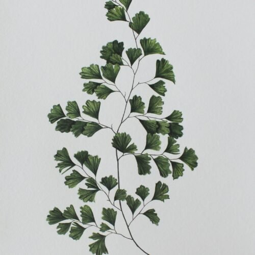 Maidenhair Fern Print (PREORDER)