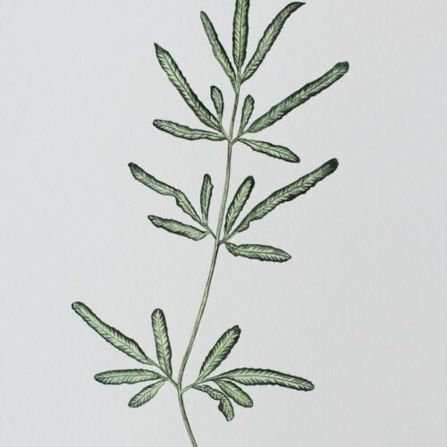 Silver Lace Fern Print (PREORDER)