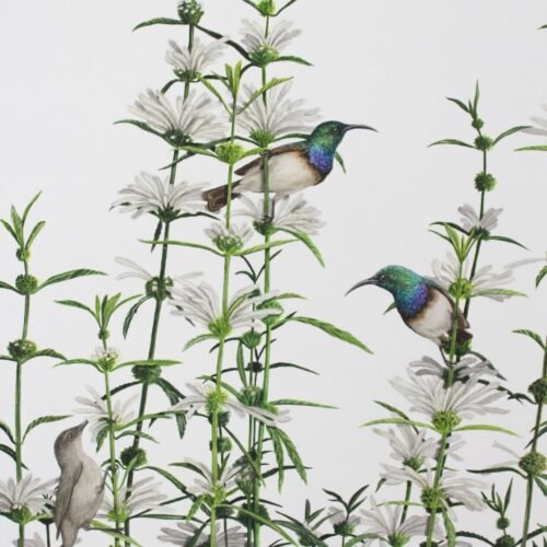 White-Bellied Sunbirds & Leonotis Leonurus