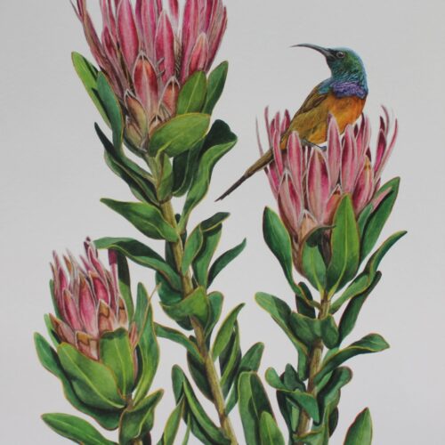 Orange-Breasted Sunbird & Proteas